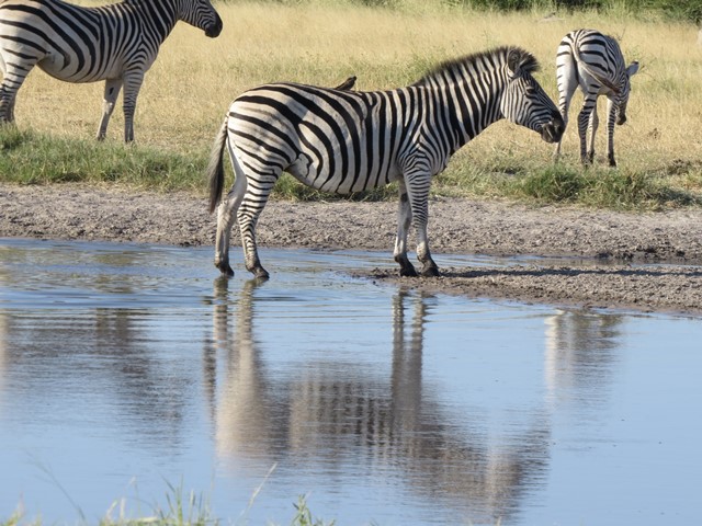 Light and Reflection - Zebra, Savuti, Botswana, April 2016