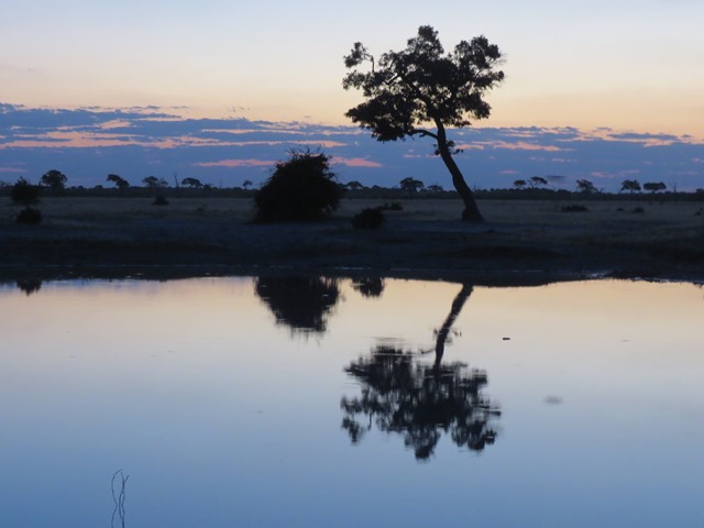 Light and Reflection - Tree at dusk, Savuti, Botswana, May 2016