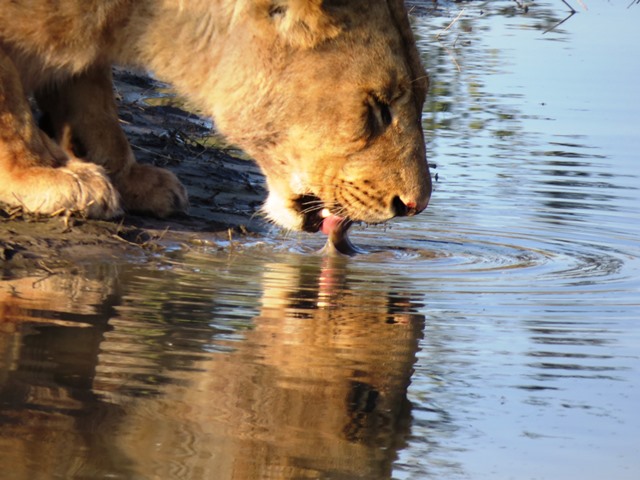Light and Reflection - Lioness, Savuti, Botswana, May 2016