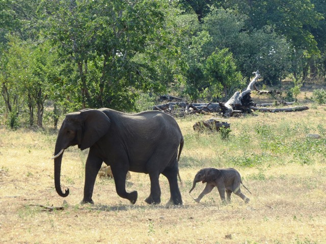 Baby elephant, Chobe, May 2016