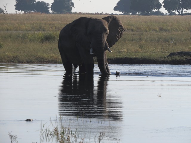 Light and Reflection - Elephant, Chobe, Botswana, May 2016