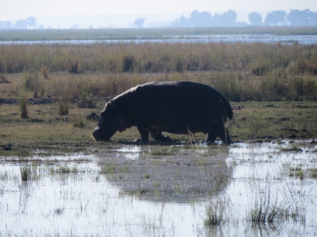 Light and Reflection - Hippo, Chobe, Botswana, May 2016