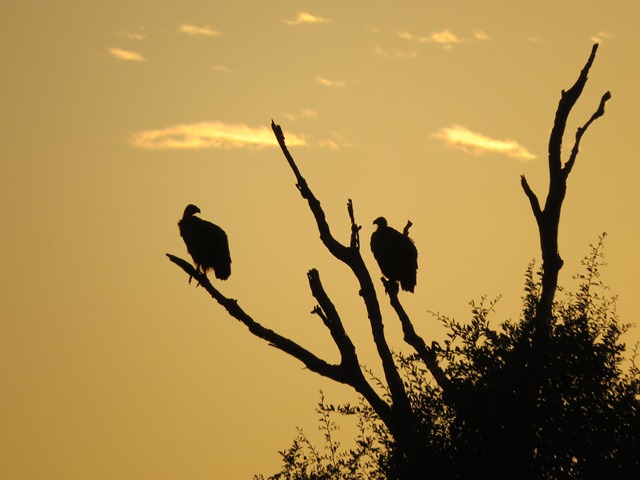 Light and Reflection - Vultures, Chobe, Botswana, May 2016