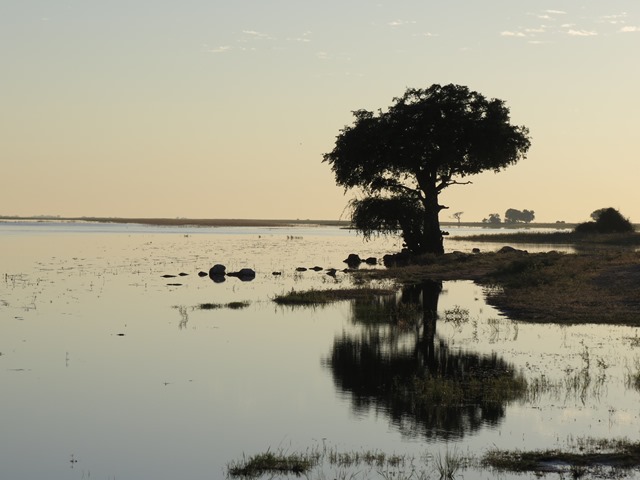 Light and Reflection - Tree on the river, Chobe, Botswana, May 2016