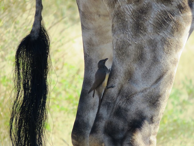 Ox pecker on a giraffe leg, Chobe, Botswana, May 2016