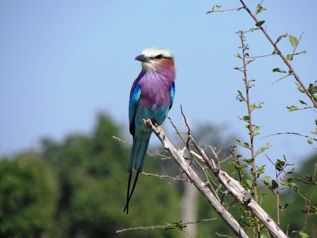 Lilac-breasted roller, Chobe, Botswana 2016