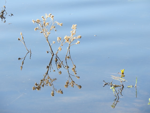 Light and Reflection - Flowers in the river, Chobe, Botswana, May 2016