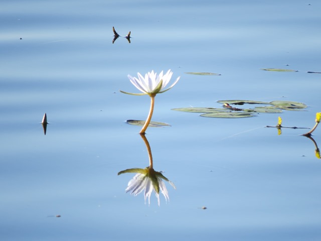 Light and Reflection - Water Lily, Chobe, Botswana, May 2016