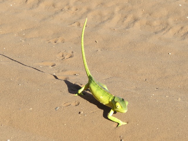 Chameleon, Chobe, May 2016