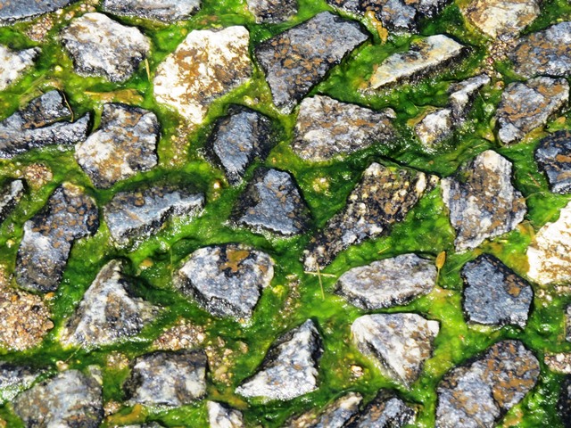 Lichen, Victoria Falls, Zimbabwe, May 2016