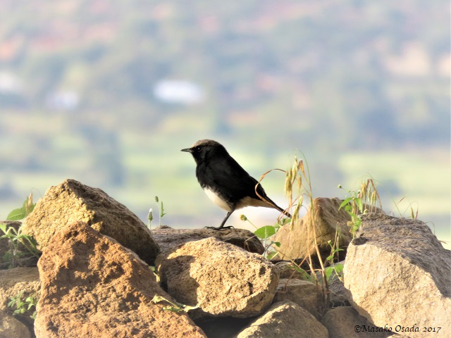 Bird at Tombs of Kaleb and Gabre Meskel