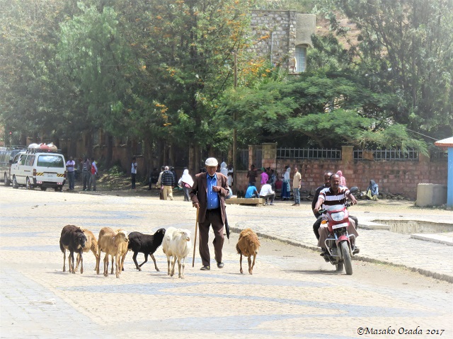 Motorbike and sheep
