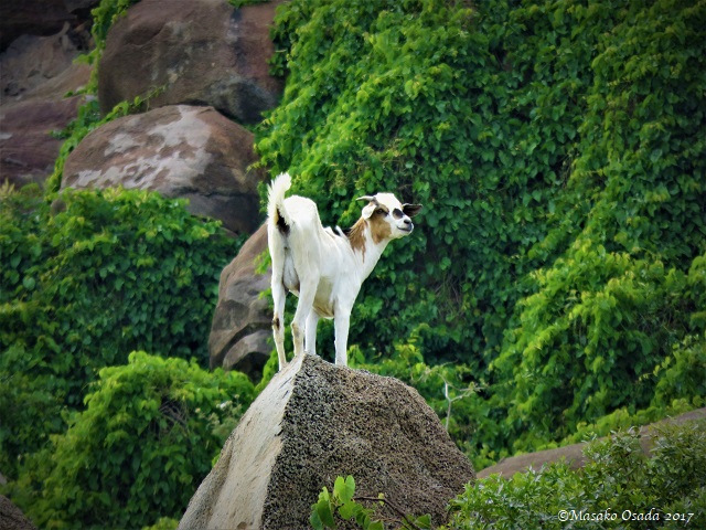 Goat on rock