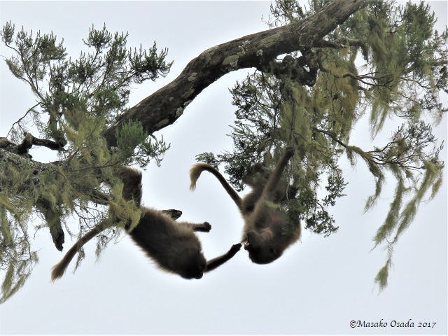 Geladas play-fighting