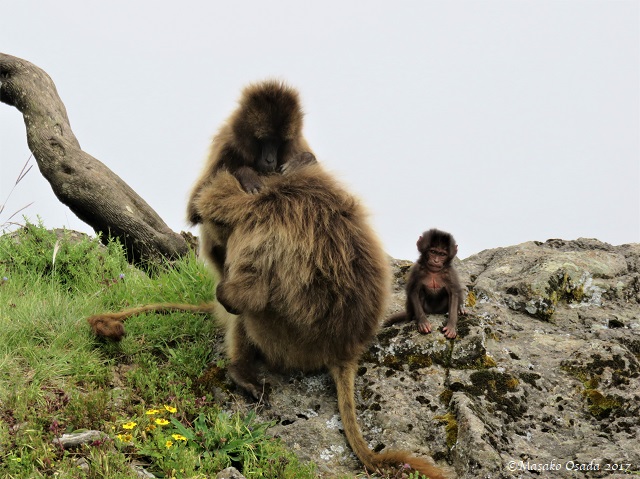 Geladas grooming