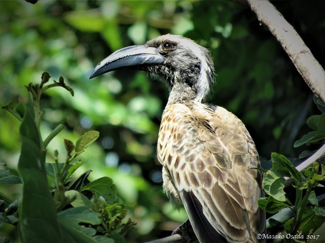 Silver-cheeked hornbill