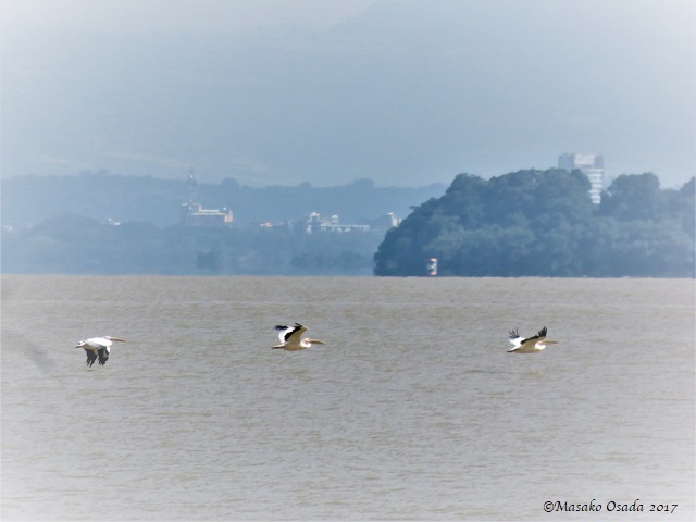 Pelicans flying over Lake Tana