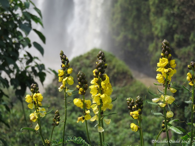 Blue Nile Falls with flowers