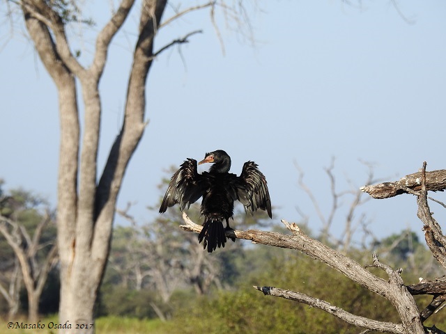 Reed comrant, Khwai, Botswana, April 2017
