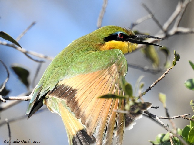 Little bee-eater stretching, Khwai, Botswana, April 2017