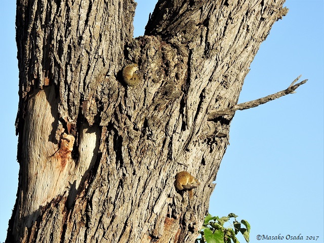 Tree squirrels curling up on the tree, Khwai, Botswana, April 2017