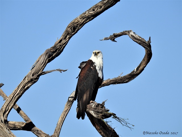 Fish eagle, Khwai, Botswana, April 2017