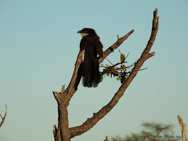 Senegal coucal, Savuti, Botswana, May 2017