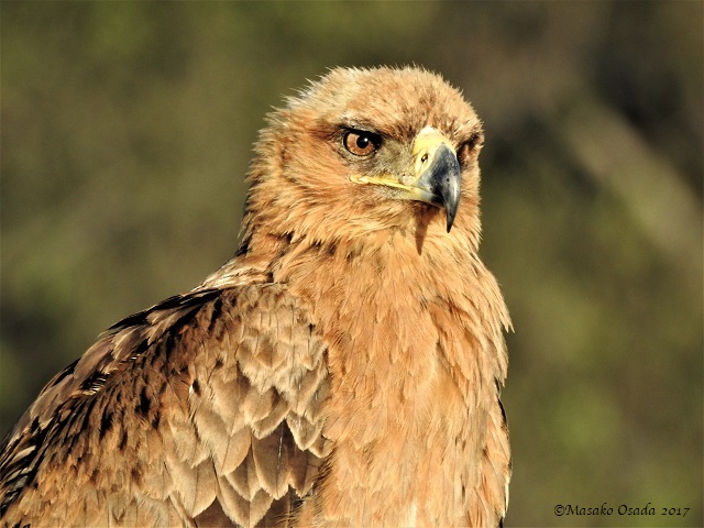 Tawny eagle, Savuti, Botswana, May 2017