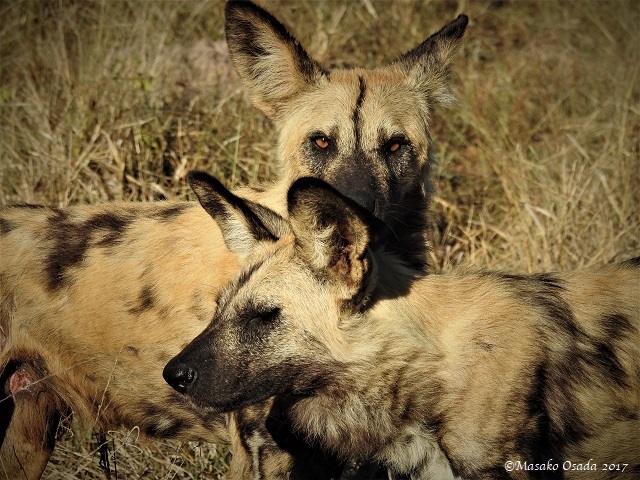 Wild dogs, Savuti, Botswana, May 2017