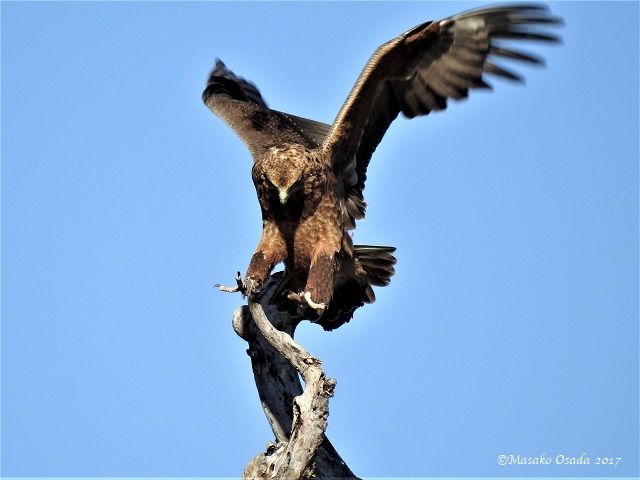 Tawny eagle, Savuti, Botswana, May 2017