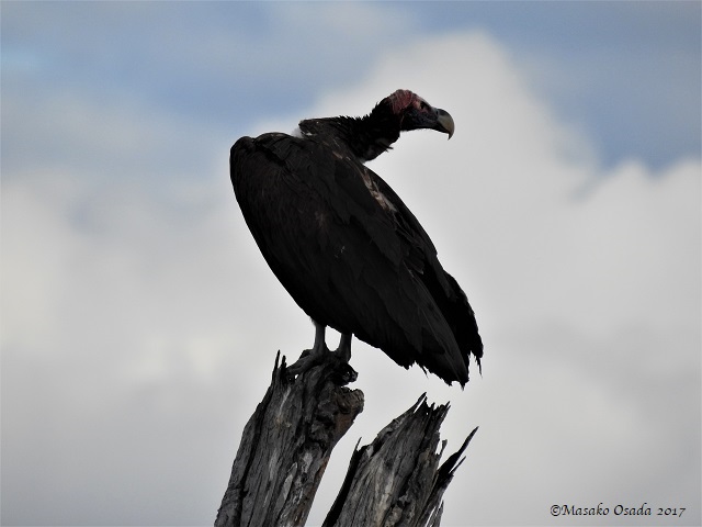 Lappet-faced vulture, Savuti, Botswana, May 2017