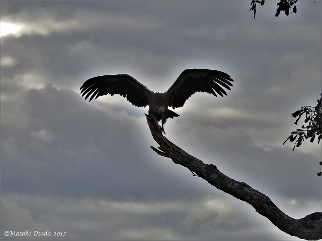 Vulture on a tree, Savuti, Botswana, May 2017