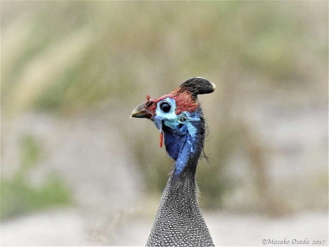 Guineafowl, Savuti, Botswana, May 2017