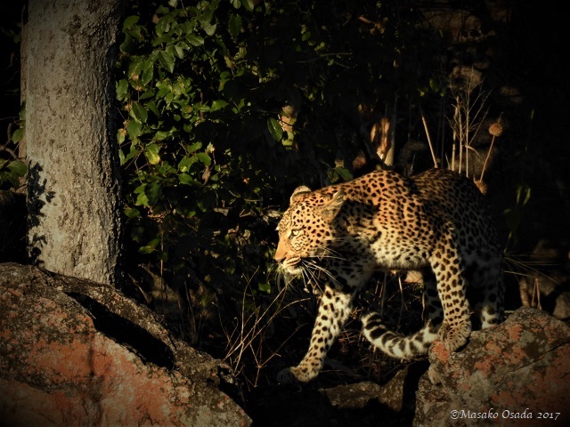 Female leopard, Savuti, Botswana, May 2017