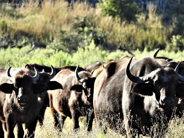 Buffaloes, Savuti, Botswana, May 2017