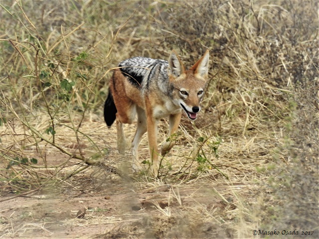Black-backed jackal, Chobe, Botswana, May 2017