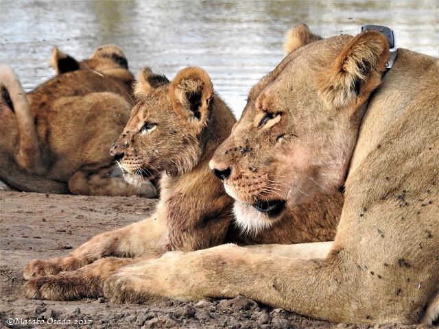 Lions relaxing after a feast on elephant, Chobe, Botswana, May 2017