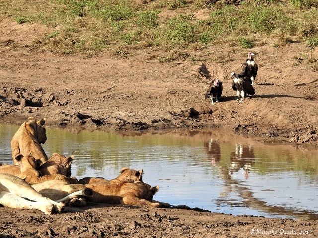 Lions guarding elephant carcass from vultures, Chobe, Botswana, May 2017