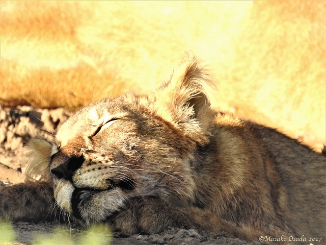 Lion cub sleeping, Chobe, Botswana, May 2017