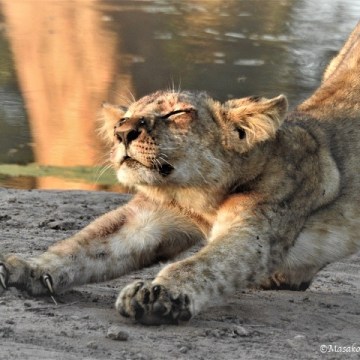 Lion cub stretching, Chobe, Botswana, May 2017