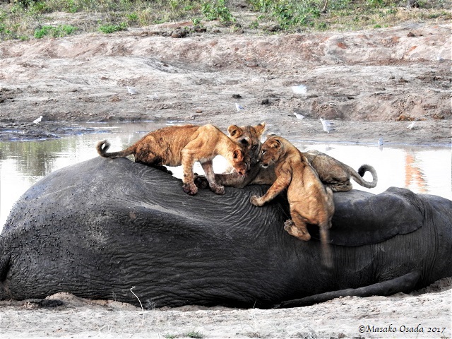 Lion cubs playing on top of elephant carcass, Chobe, Botswana, May 2017