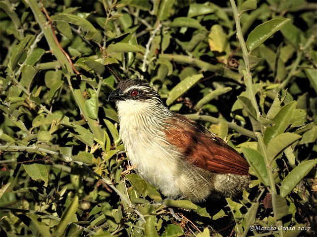 White-browed coucal, Chobe, Botswana, May 2017