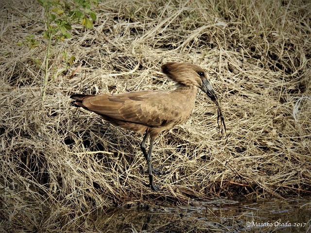 Hamerkop, Chobe, Botswana, May 2017