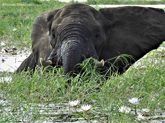 Elephant in the river, Botswana, Chobe, May 2017