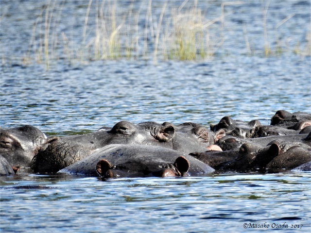 Hippos, Chobe, Botswana, May 2017