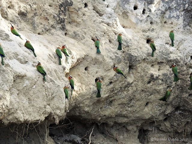 White-fronted bee-eaters nesting, Chobe, Botswana, May 2017