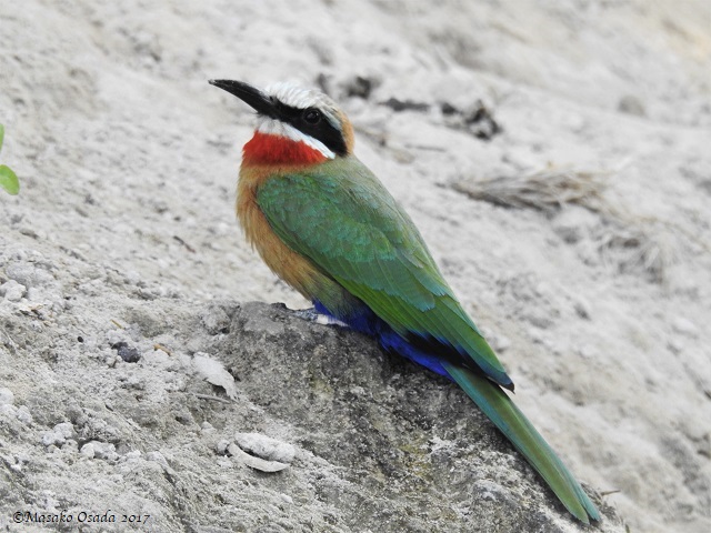 White-fronted bee-eater, Chobe, Botswana, May 2017