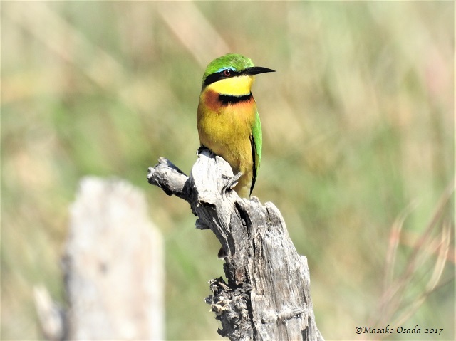 Little bee-eater, Khwai, Botswana, June 2017
