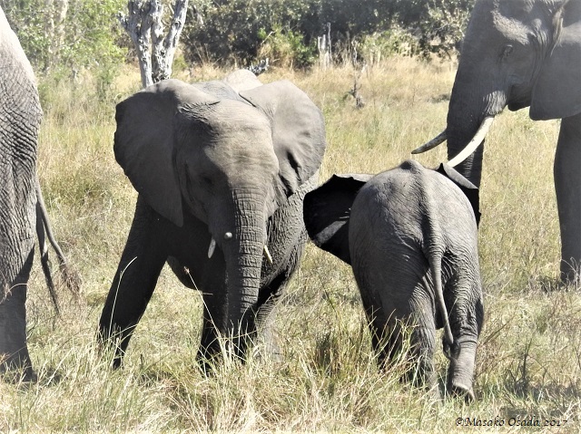 Young elephants playing, Khwai, Botswana, June 2017