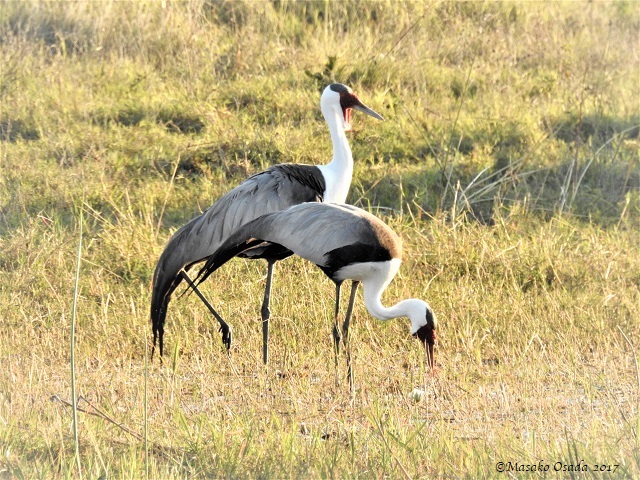 Wattled cranes, Khwai, Botswana, June 2017